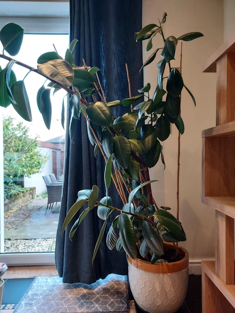 Rubben house plant