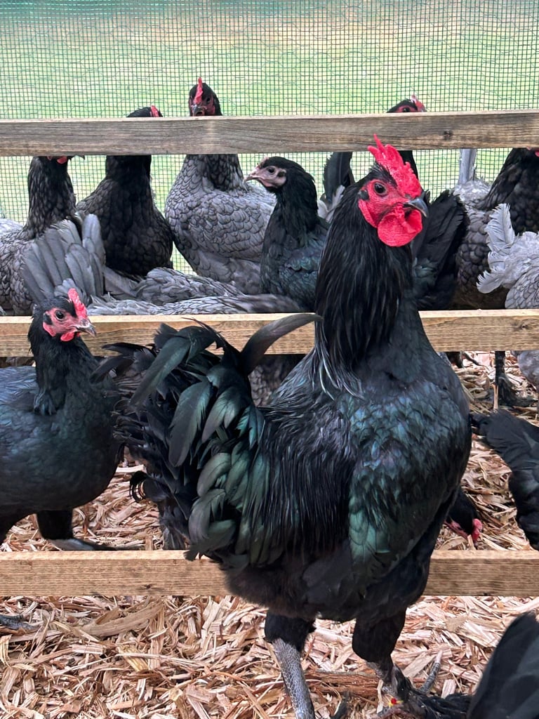 Chickens for sale 
