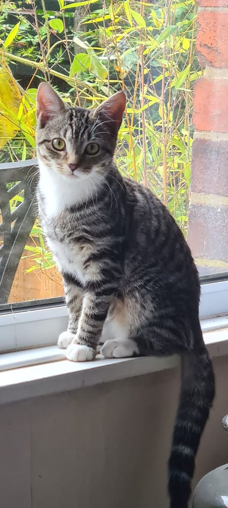 Adorable kitten needs a new home