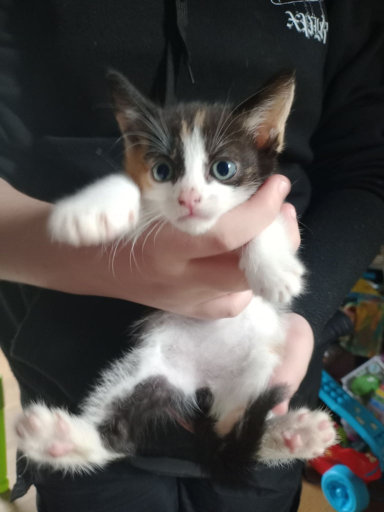 Calico Kitten 