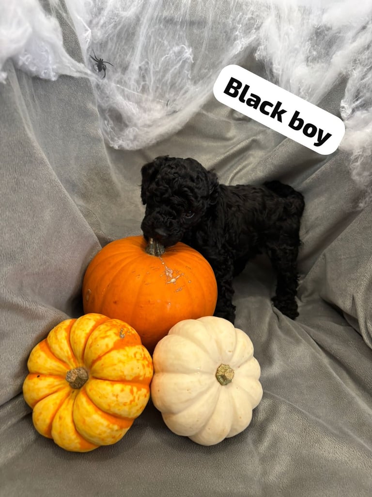 CAVAPOOCHON PUPPIES!!