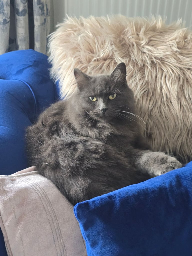 Beautiful Longhaired Female Cat