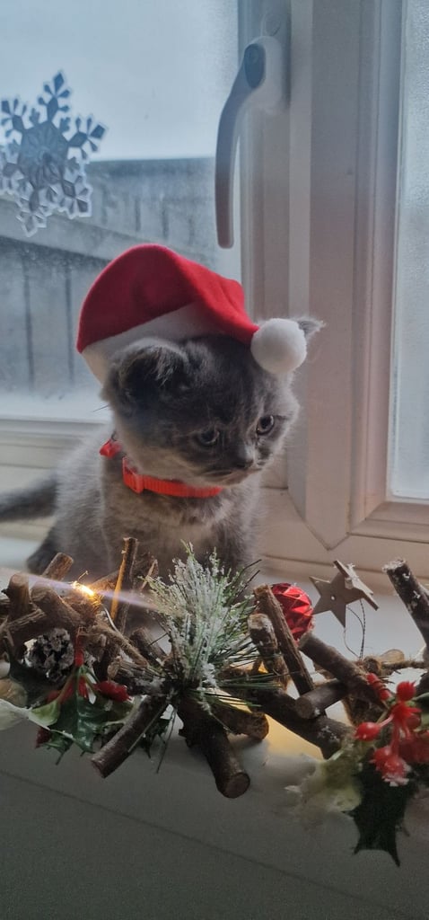 British Shorthair kittens ready to go