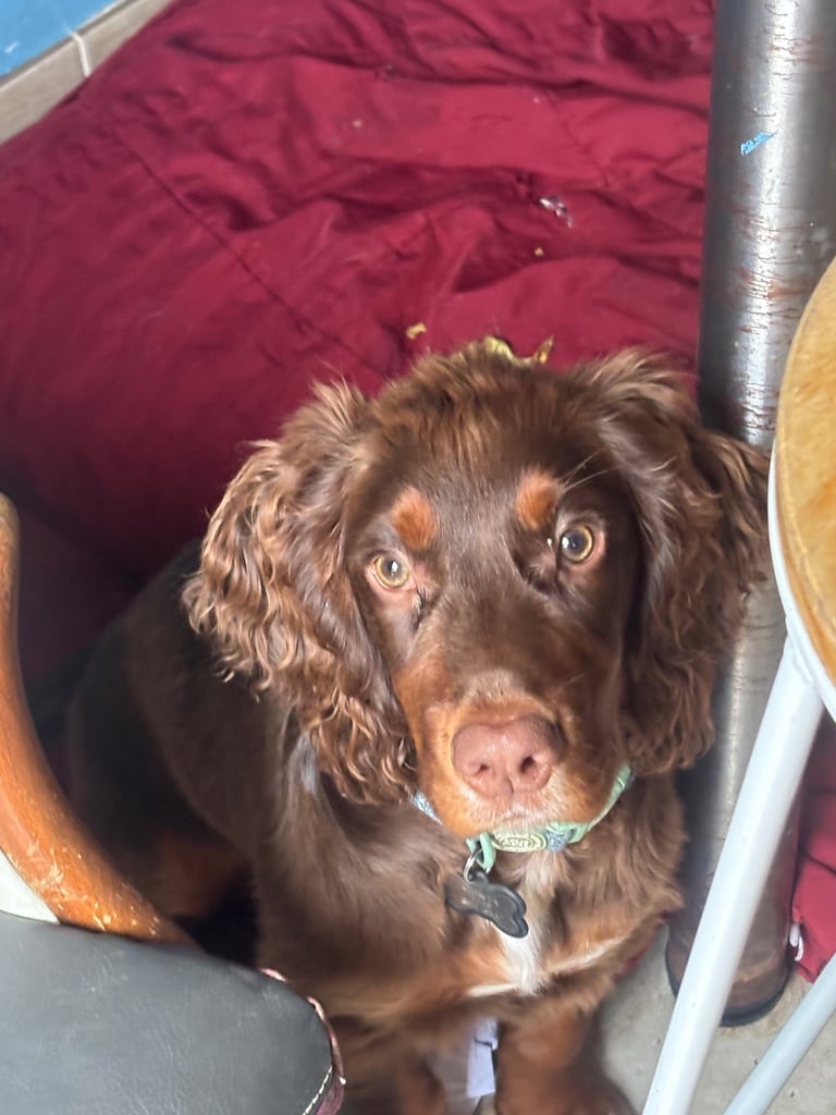 Cocker Spaniel