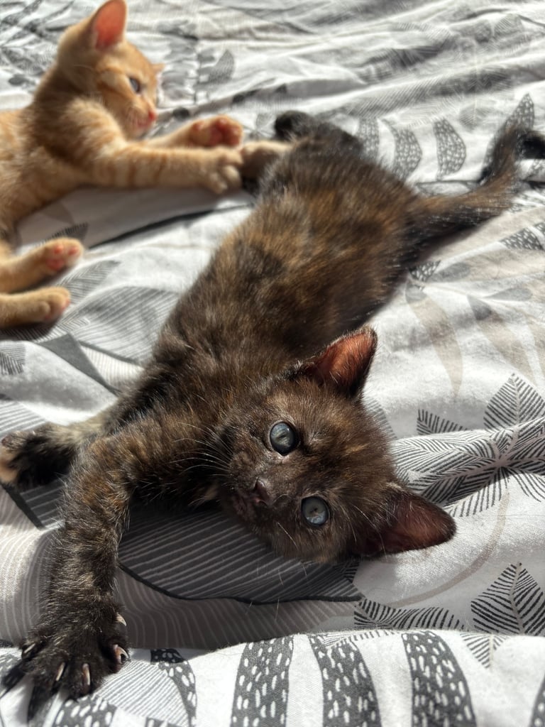 KITTENS ready to go now 