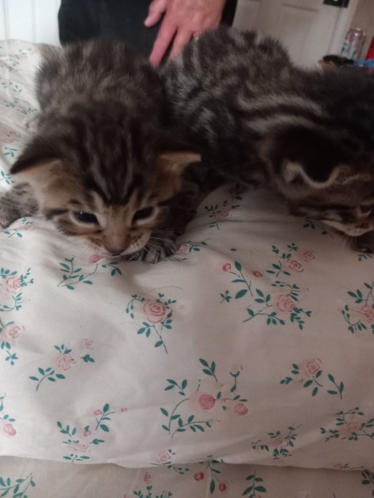 Stunning bengal kittens