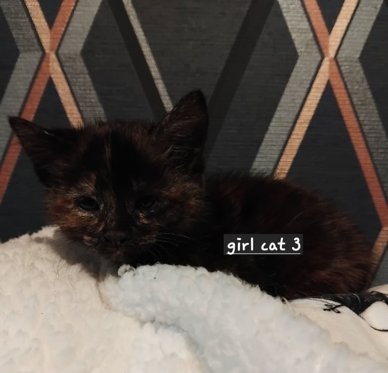 3 adorable 7 week old kittens looking for their forever home