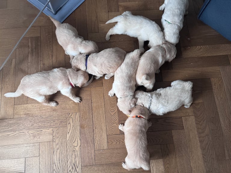 Purebred Golden Retriever Puppies