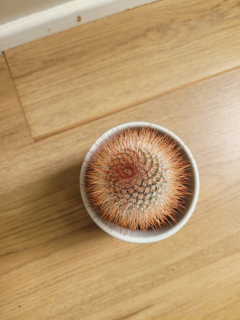 Spiny pincushion cactus