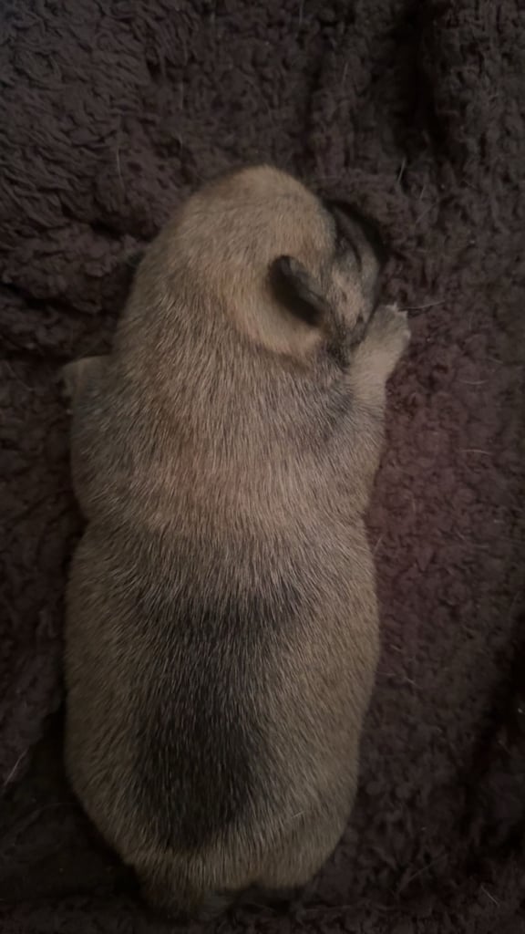 PUPPIES FOR SALE