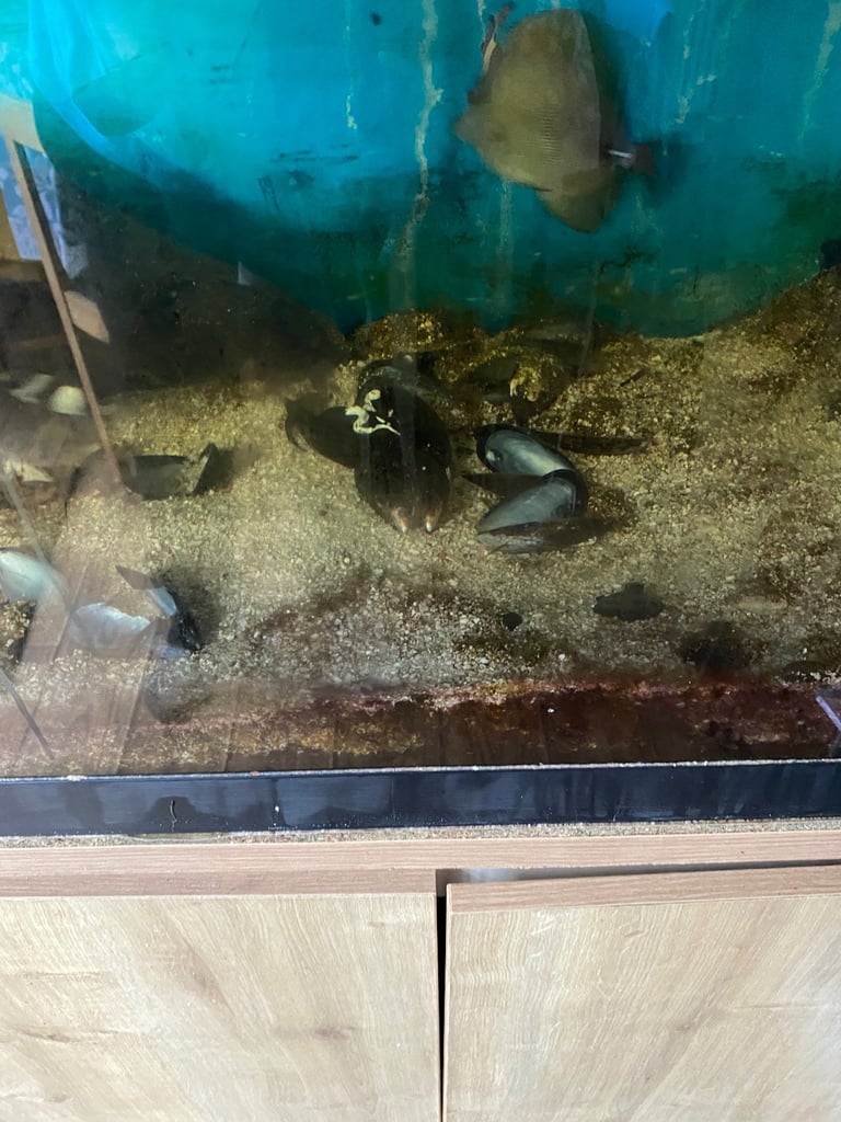 Marine fish