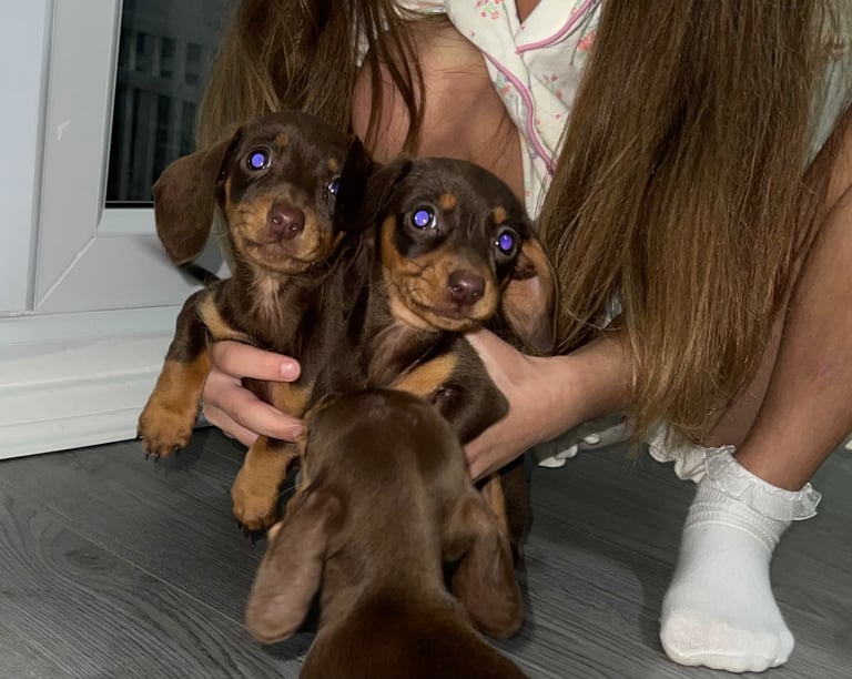 miniature dachshund puppies 
