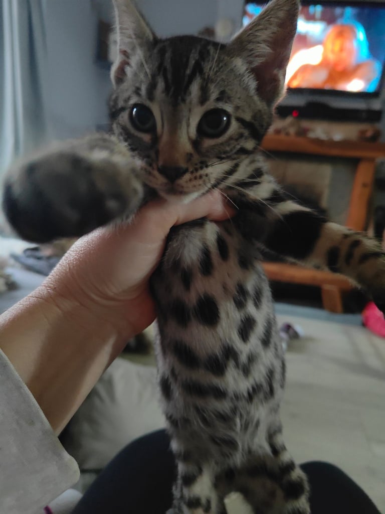 Charcoal/silver bengals