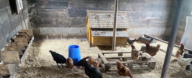 large poultry coop