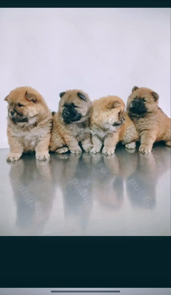 Chow chow