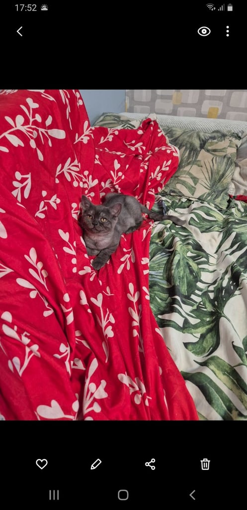 British shorthair kitten boy