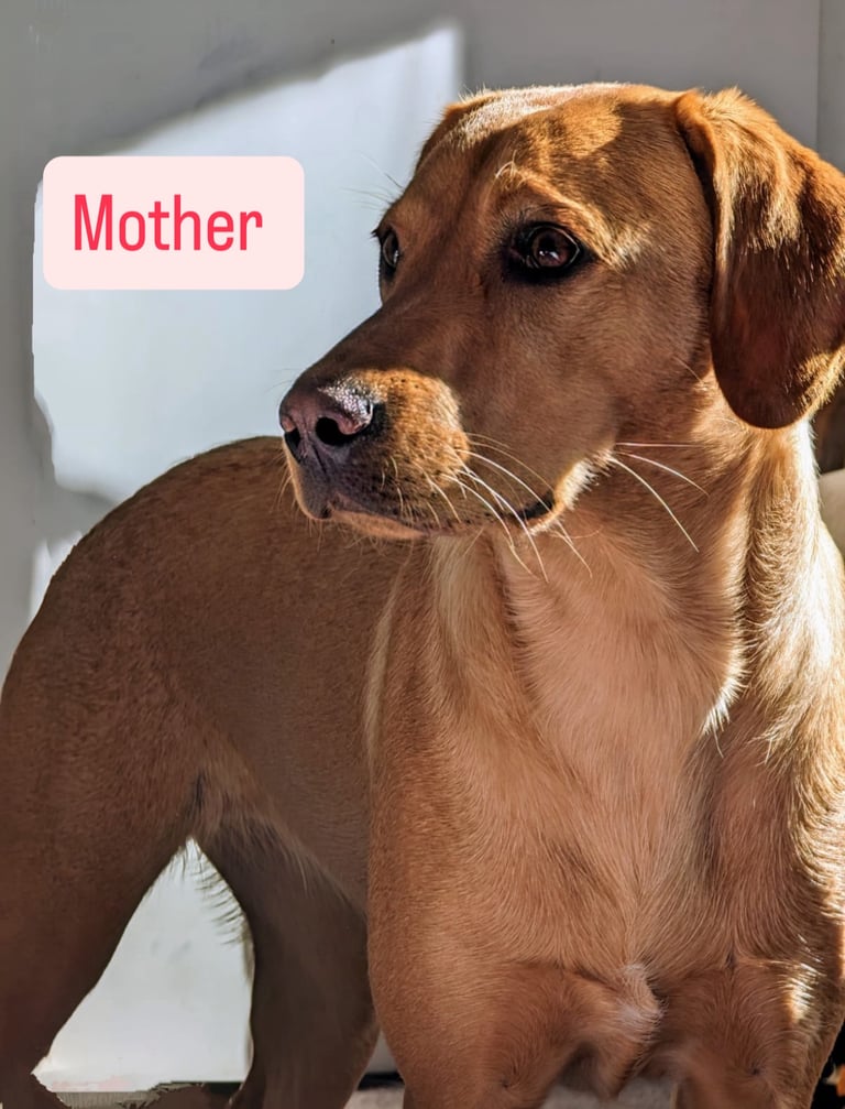 KC Labrador retriever puppies from FTW sire.