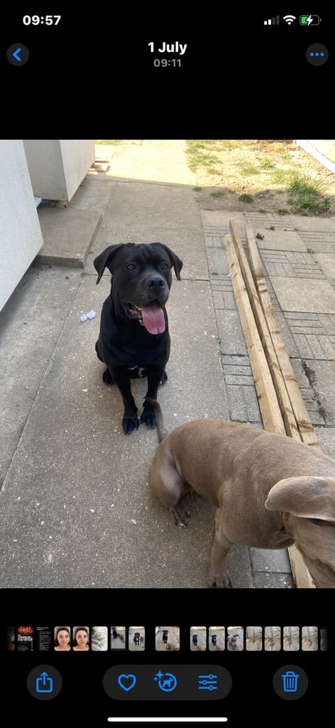 Beautiful 12-Week-Old Cane Corso Puppies Ready for Their New Homes