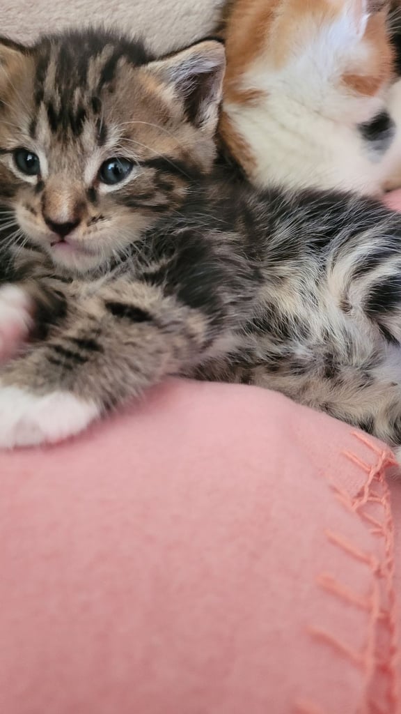 Beautiful ginger and taby are looking for their forever families 