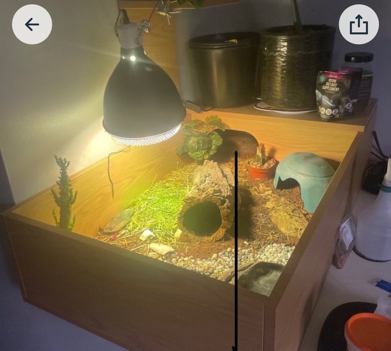 Full tortoise table set up