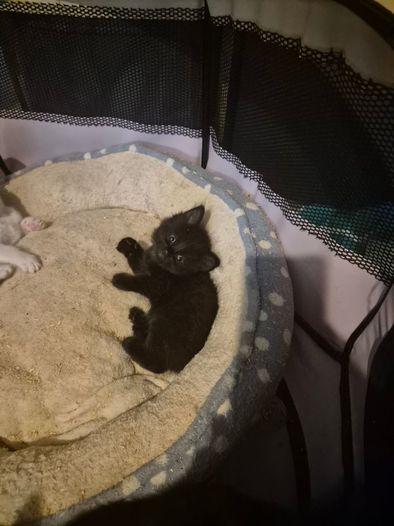 Gorgous kittens long & short haired