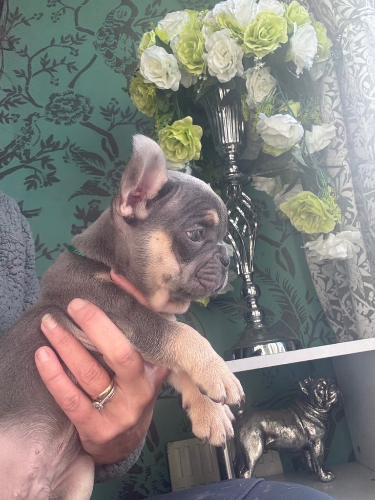 Frenchie boys and girls homie x Apollo lines 