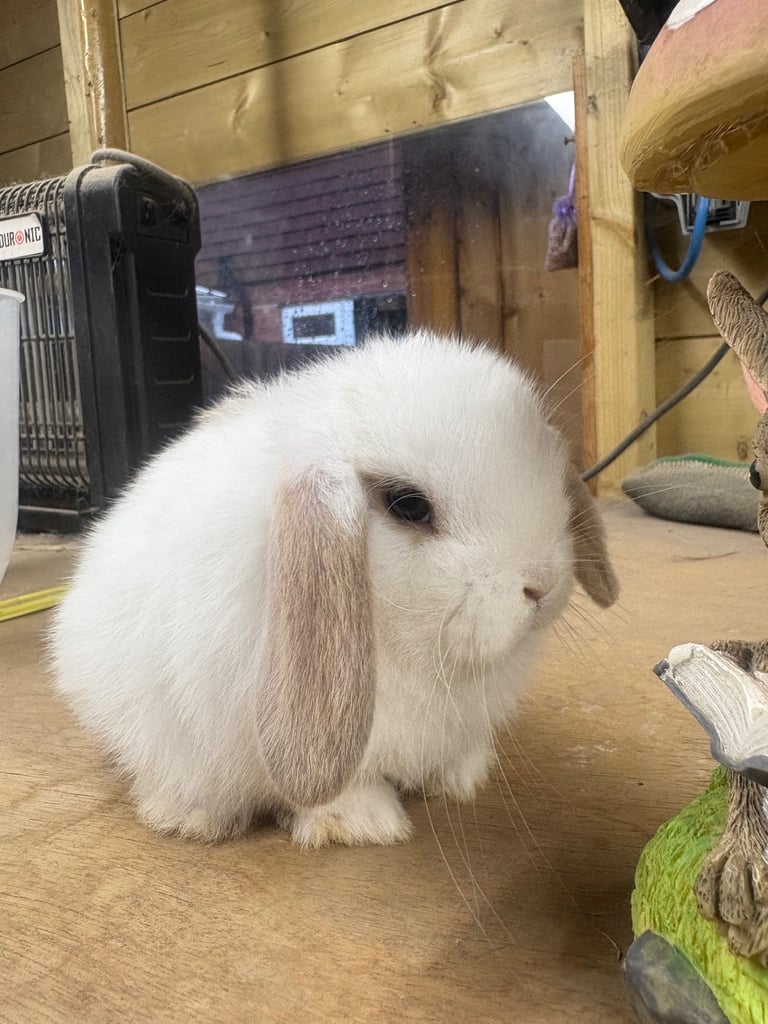 Mini lop rabbits ready to leave 