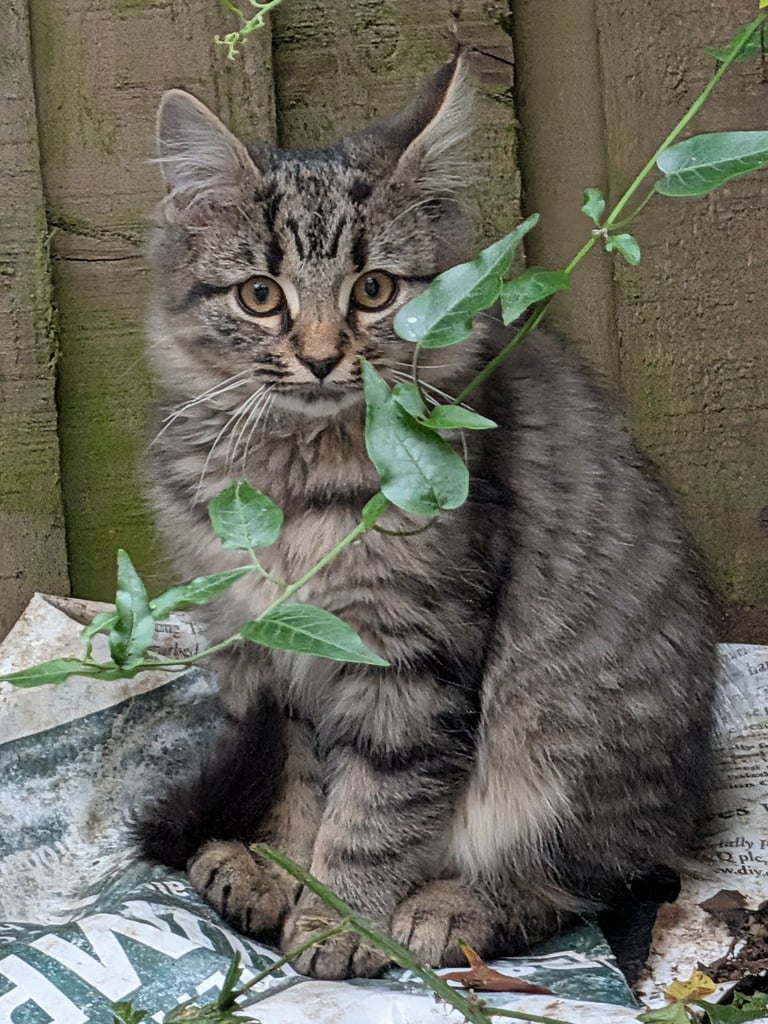 image for 1x Siberian Mixed boy cat for sale