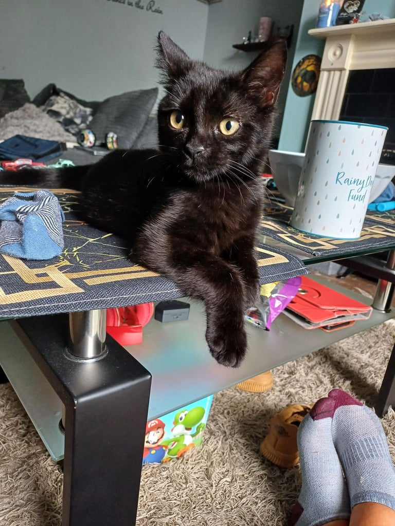 MISSING 7MONTH OLD BLACK MALE CAT 