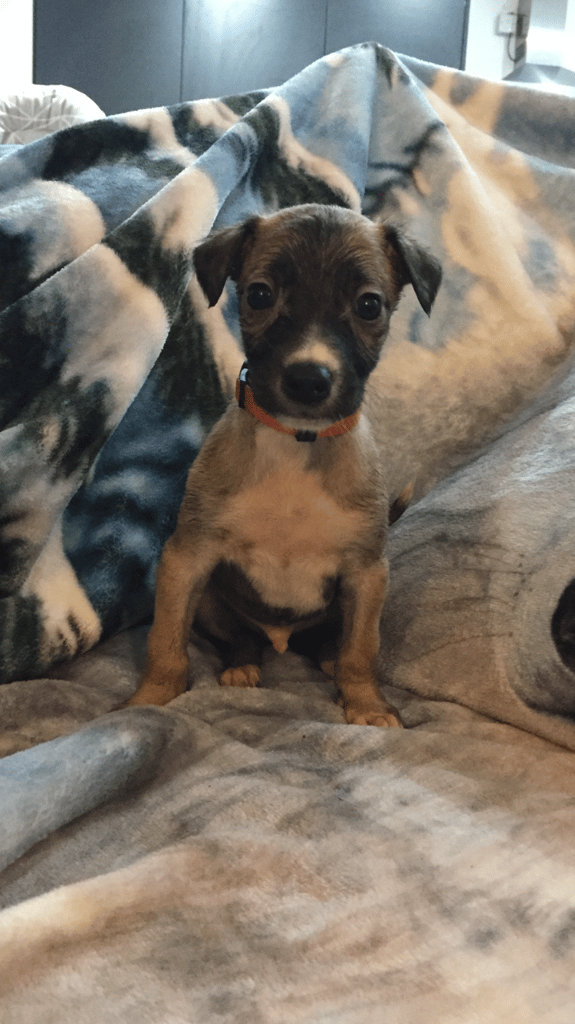 image for Collie x Labrador puppies