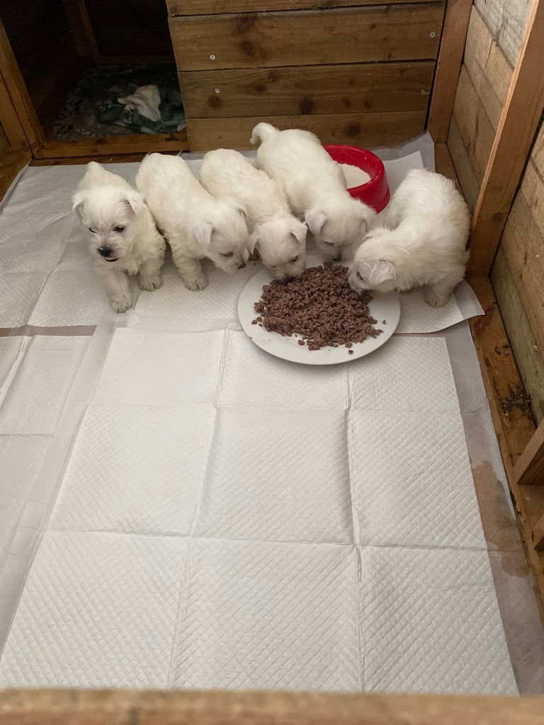 Westie pups