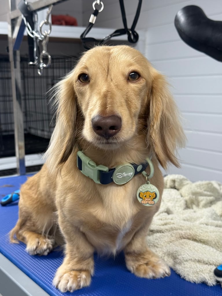 Our Last Little Lady – Black & Tan Miniature Long-Haired Dachshund 🐾