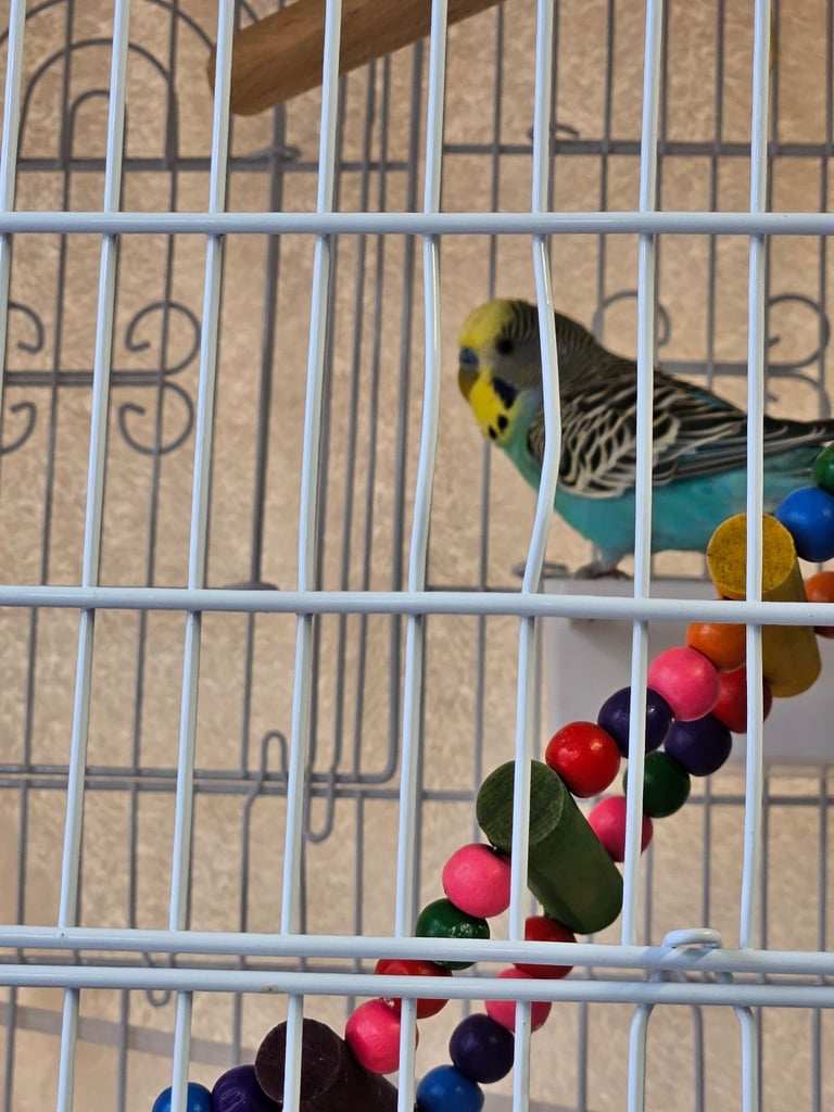 2 male budgies for sale
