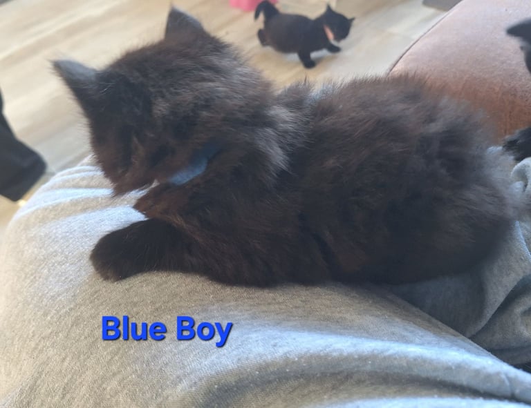 ** ALL RESERVED **5 fluffy black kittens with hints of grey