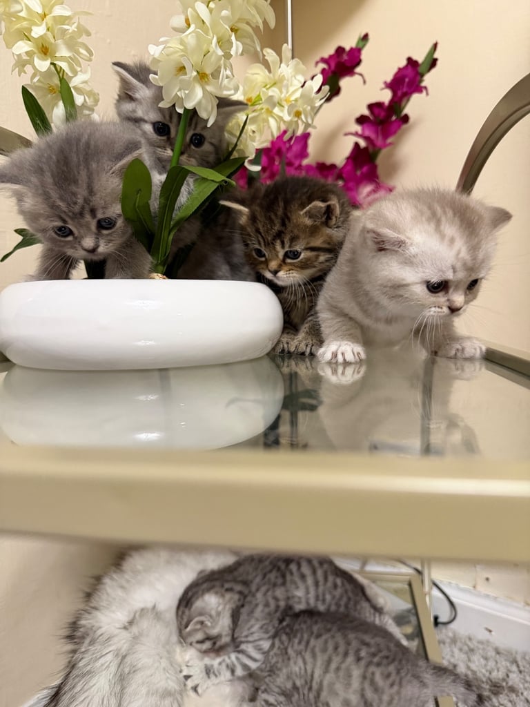 Beautiful Persian kittens. Last 3 to be Rehomed 