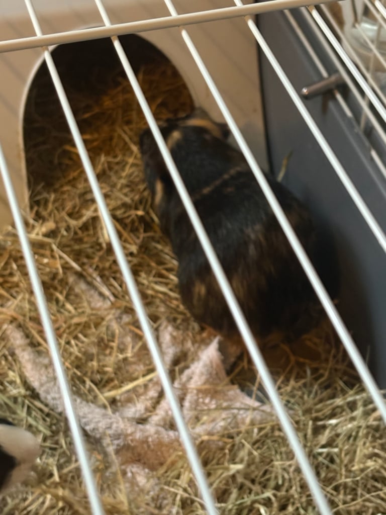 Guinea pigs for sale 