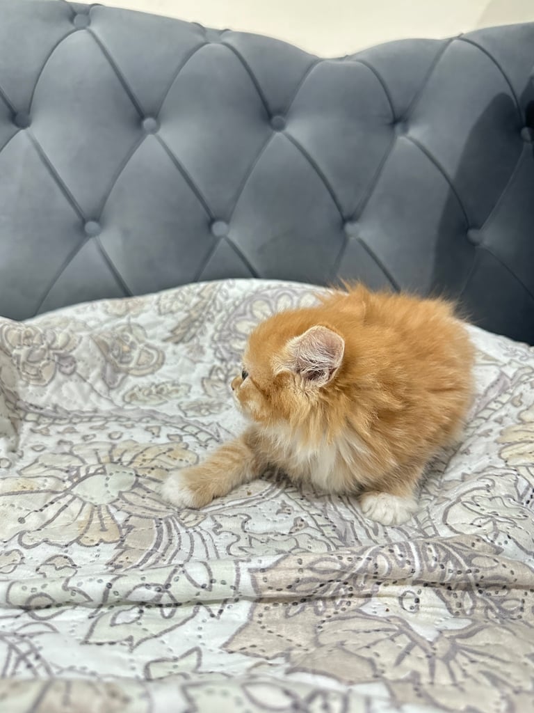 4 Beautiful Playful Kittens – Short Hair & Fluffy Persian Mixes