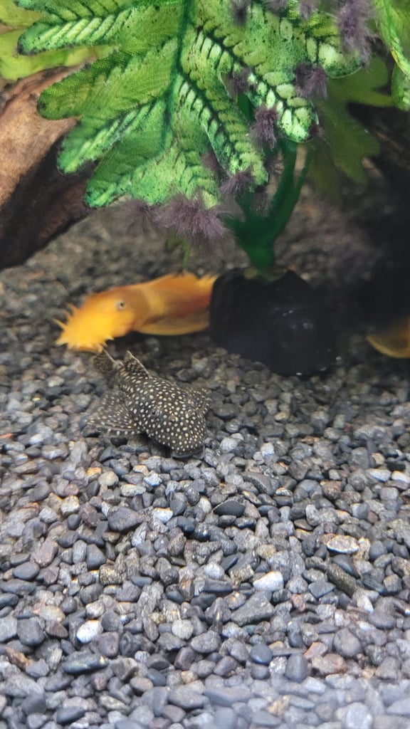 Plecos for sale