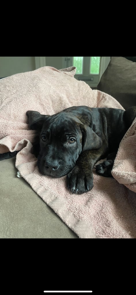 Beautiful 12-Week-Old Cane Corso Puppies Ready for Their New Homes