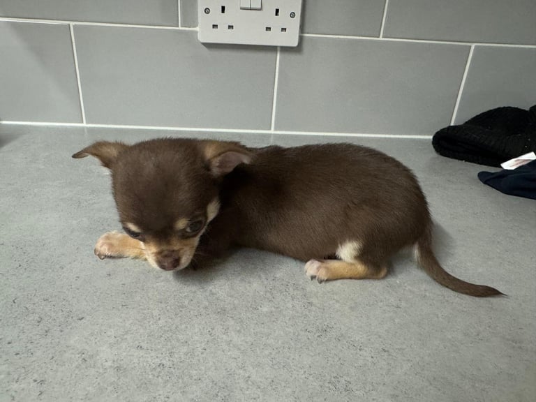  2 tiny female chihuahuas 