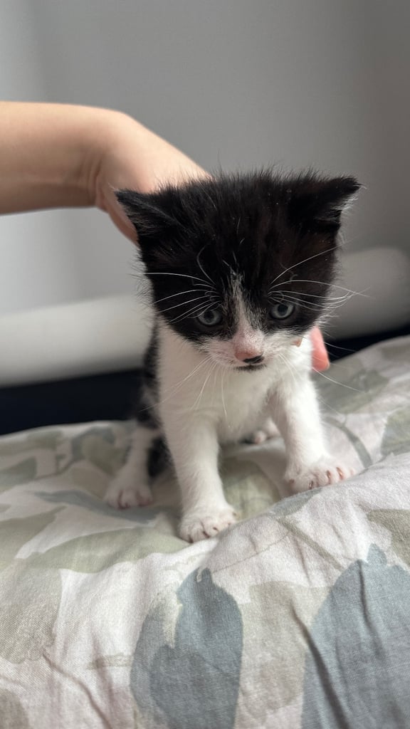 Beautiful Domestic Cats – Mum, Dad & 3 Adorable Kittens (2 Boys, 1 Girl)