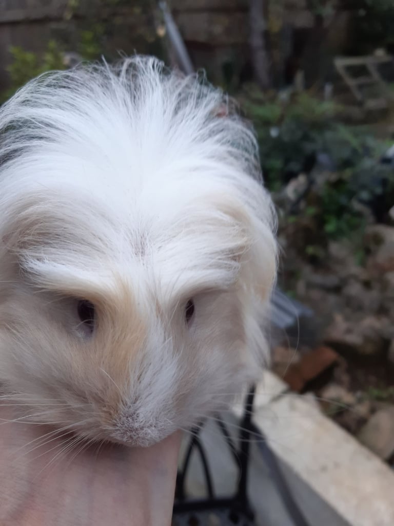Baby guineapigs 