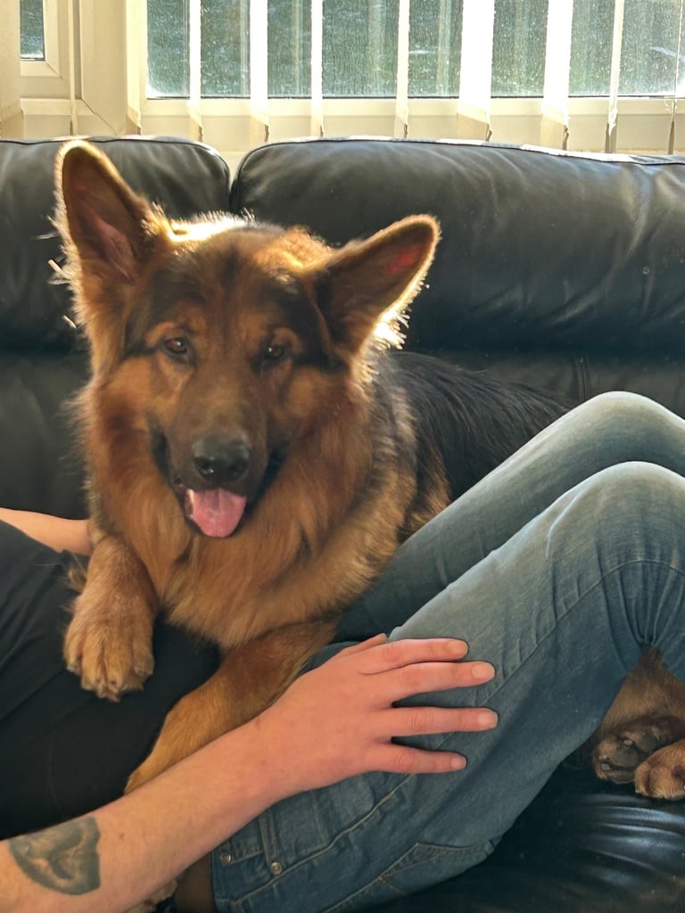 Pedigree German shepherd/ no papers