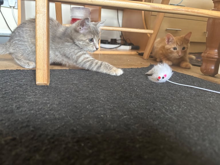 Two tabby x main coon 7 month old kittens