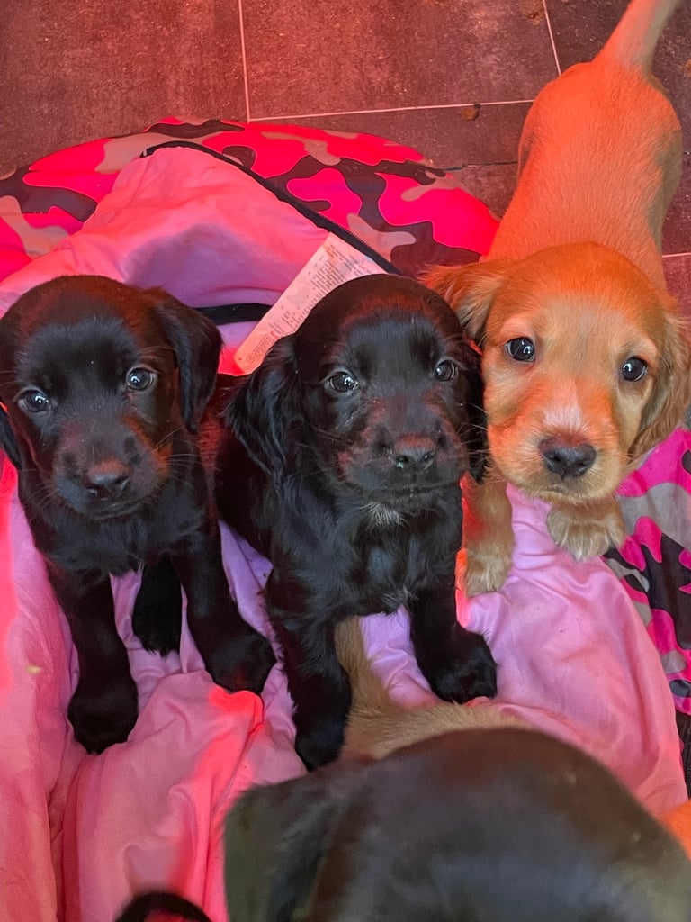 Beautiful cockerdour puppies 