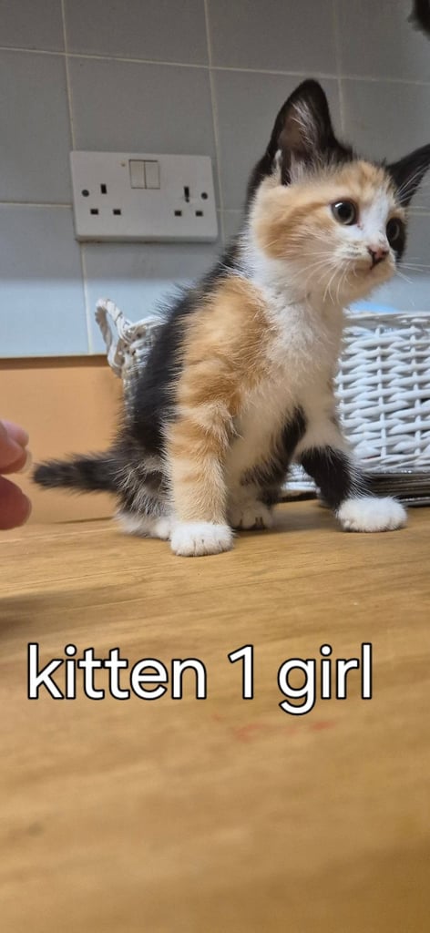 Maincoon cross ragdoll kittens 
