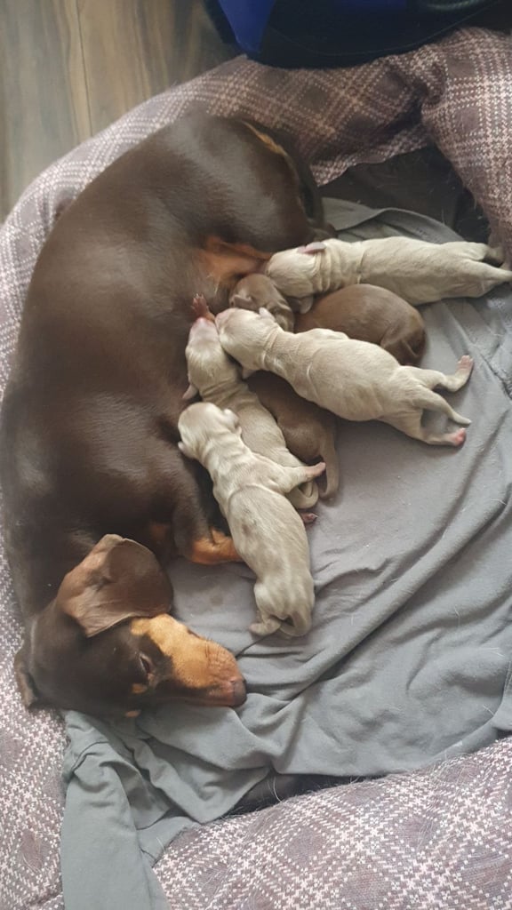 Dachshund puppies for sale