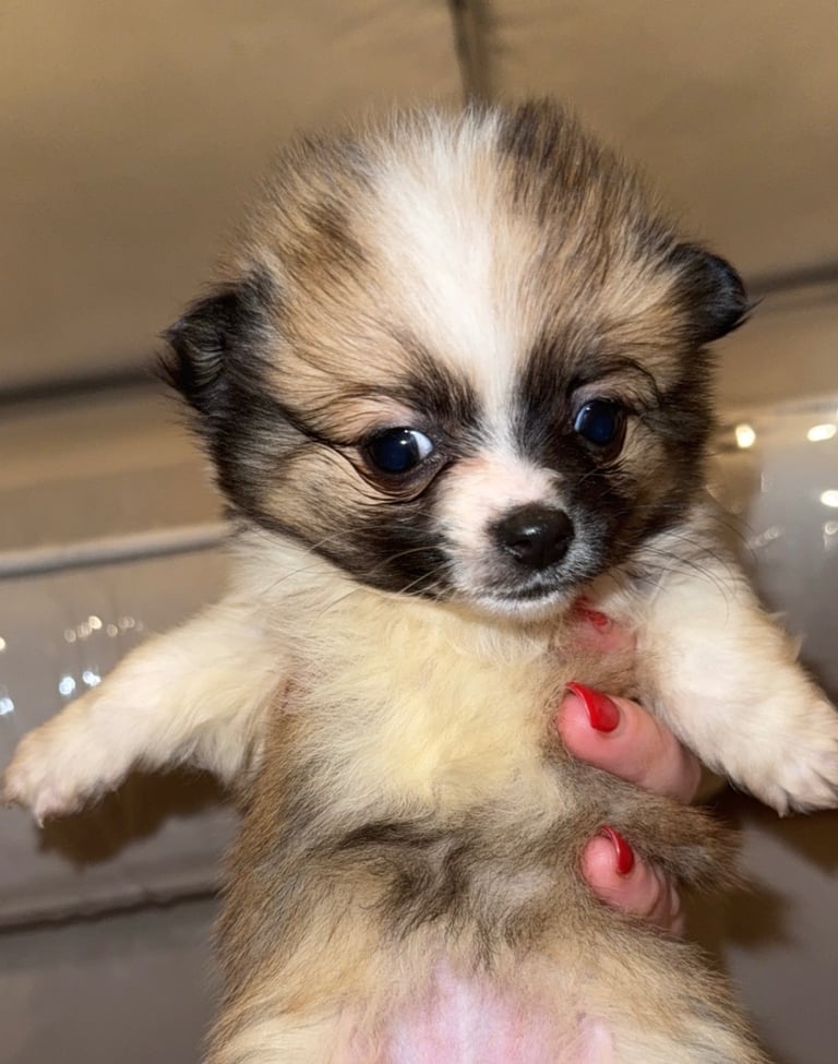 6 beautiful Pom puppies 