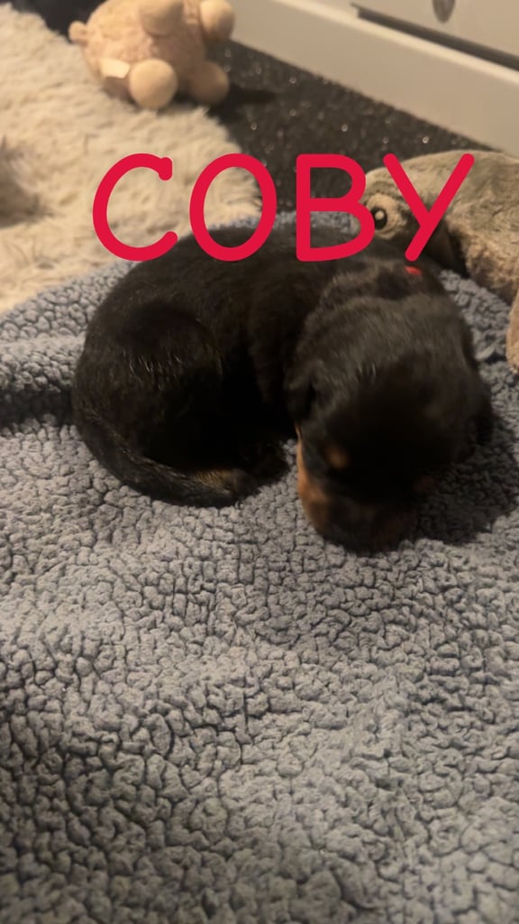 Rottweiler pups 