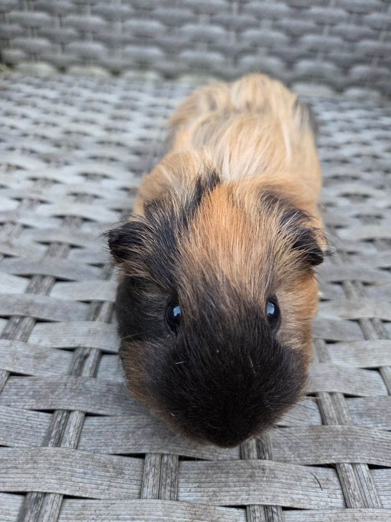 Stunning guinea pig brothers 